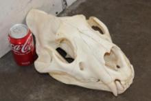 *TEXAS RESIDENTS ONLY* Big AFRICAN LION Skull with All its Teeth