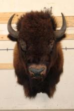 XXL BUFFALO or BISON Shoulder Mount