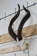 *TEXAS RESIDENTS ONLY* Very Nice MARKHOR SKULL with Removable Horns