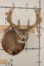 37-Point MULE DEER Shoulder Mount with Replica Antlers after Francis Finks 1948 Kill