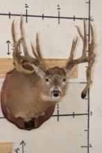 22-Point WHITETAIL DEER Shoulder Mount with Replica Antlers after Harold Keitzman's 1940's Find