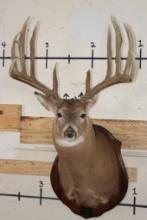 14-Point WHITETAIL Deer Shoulder Mount with Replica Antlers, Ranked No. 8 by Boone and Crockett