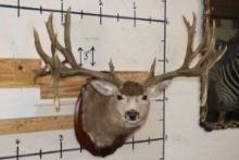 XXXL 27-Point MULE DEER Shoulder Mount with Replica Antlers after "The Golden Buck"
