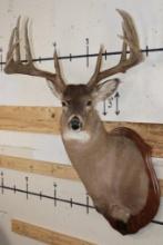 12-Point WHITETAIL DEER Shoulder Mount with Replica Antlers after "The Brinegar Buck"