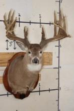 29-Point WHITETAIL Deer Shoulder Mount with Replica Antlers after Keith Dahmer's Alberta Buck