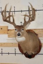 11-Point WHITETAIL DEER Shoulder Mount with Replica Antlers hunted by the Stang Brothers