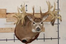 WHITETAIL DEER Shoulder Mount -"Missouri Monarch" Replica 42-Point Antlers