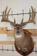 WHITETAIL DEER Shoulder Mount with Replica Antlers after John Breen's 1918 No. 7 Boone and Crockett