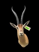 *Rare* Trophy Size PETER'S GAZELLE Shoulder Mount