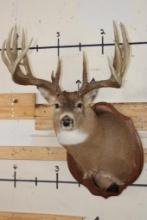 19-Point WHITETAIL DEER Shoulder Mount with Replica Antlers after James Rath's 1977 No. 174 Boone