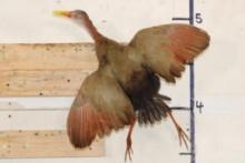 *Rarely Seen* Life-sized GIANT WOOD RAIL Bird Mount