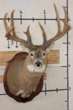 XL WHITETAIL Deer Shoulder Mount with Replica Antlers found in Iowa 1986