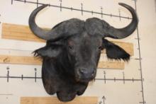 Big CAPE BUFFALO Shoulder Mount