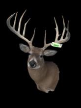 *New* Boone and Crockett 180" Scored Typical 12-Point WHITETAIL DEER Buck Shoulder Mount
