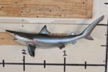 Reproduction SAND TIGER SHARK Mount