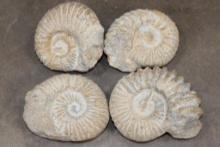 (4) AMMONITE FOSSIL Specimens from Morocco (ONE$)
