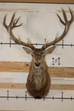 Big 16-Point RED STAG Shoulder Mount