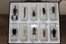 (10) Insects and Arthropods preserved in Resin Blocks with Labels (ONE$)