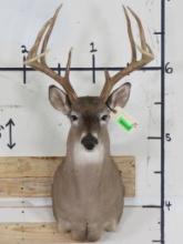 10-Point WHITETAIL DEER Shoulder Mount with a Big Rack