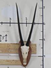 GEMSBOK Euro Mount Skull with Removable Horns