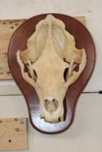 BLACK BEAR Skull on a Wooden Plaque