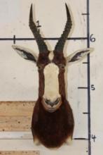 BLESBOK Shoulder Mount