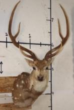 AXIS DEER Shoulder Mount