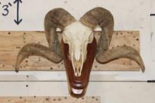 CORSICAN RAM Skull on a Wooden Wall Pedestal