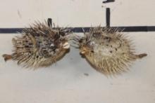 (2) BALLOONFISH aka "Long-spine PORCUPINE FISH" (ONE$)