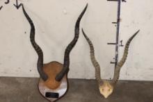 (2) Sets of BLACKBUCK Horns (ONE$)