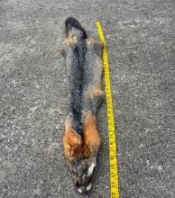 *New* Large GREY FOX Hide with Heavy Fur