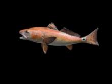 *New* Reproduction RED FISH Mount