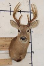 8-Point WHITETAIL DEER Shoulder Mount