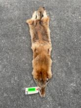 *New* Large Tanned COYOTE Hide
