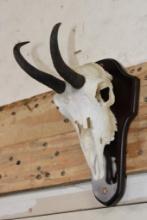 CHAMOIS Skull on a Wooden Plaque