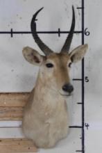 REEDBUCK Shoulder Mount