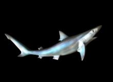 *New in the Box* Reproduction Sand Shark Fish Mount
