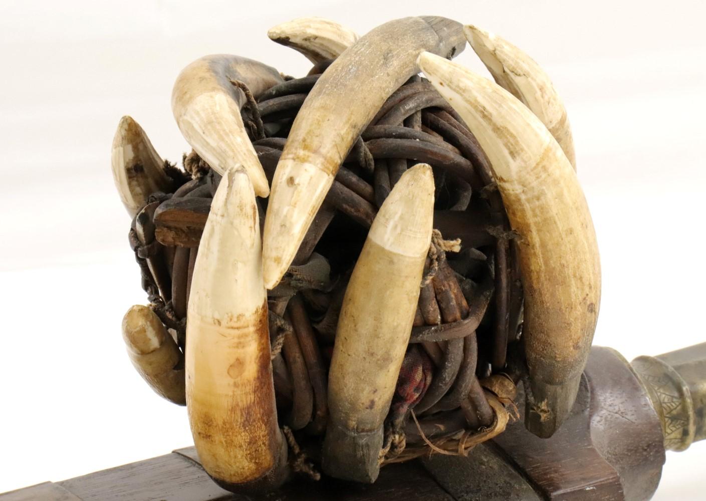 Very Rare 19th C. Indonesian Nias Sumatra BALATO Sword ~ Alligator Teeth Mounts ~ Museum Number on S