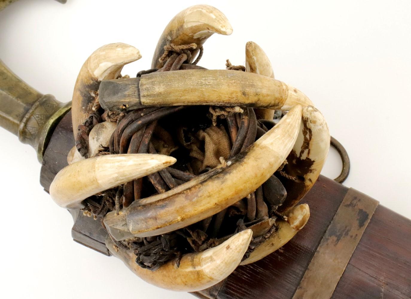 Very Rare 19th C. Indonesian Nias Sumatra BALATO Sword ~ Alligator Teeth Mounts ~ Museum Number on S