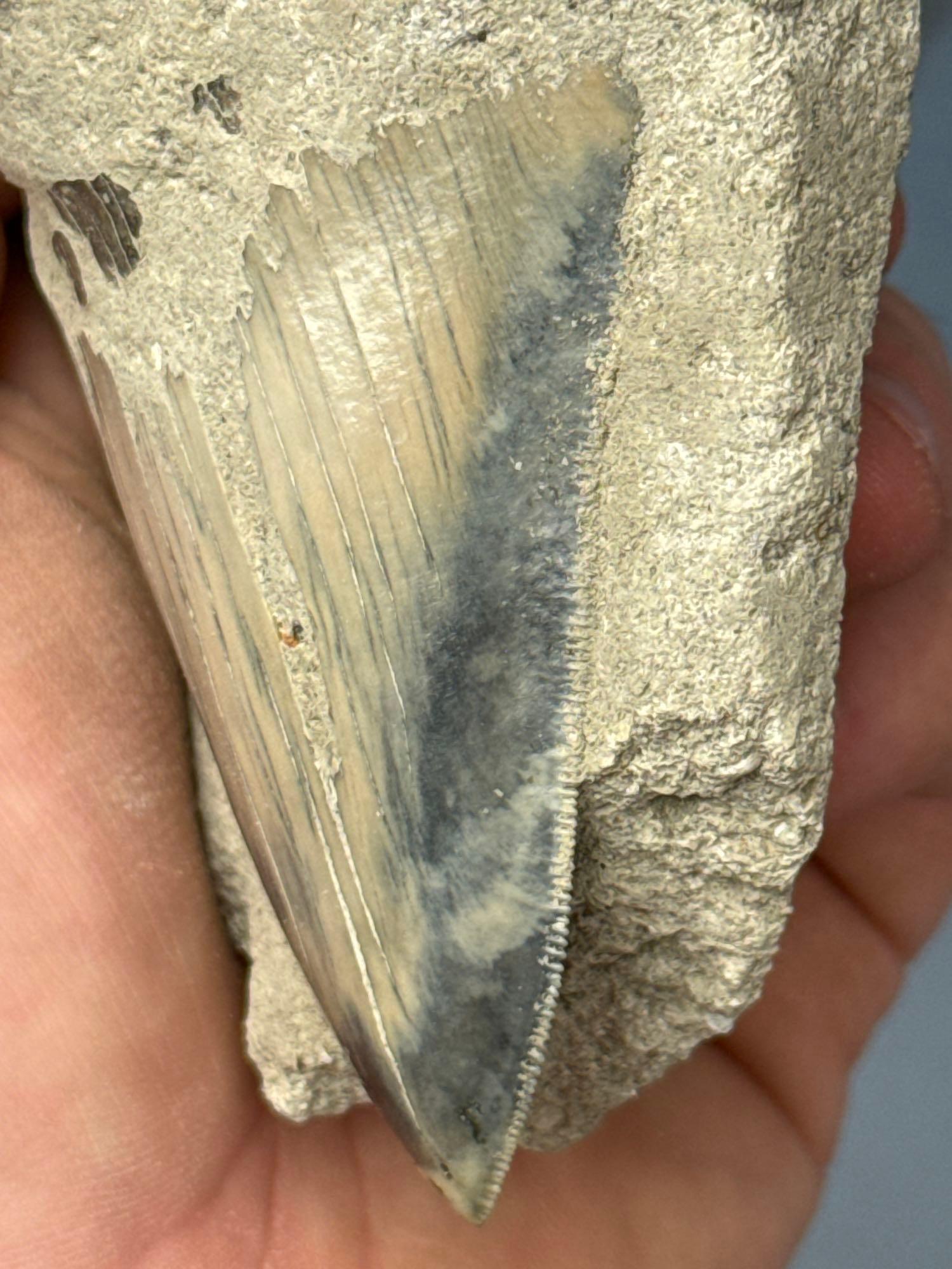 4 1/4: Grey and Blue Megalodon in Original Matrix, Incredible Serrations!