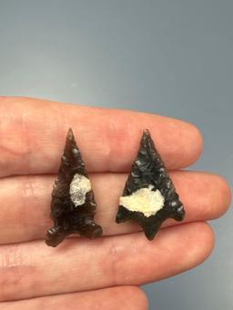 Pair of Fine Gem Points, Longest 1 1/8", Obsidian, Found by Bob Ashlock in 1950's in Wasco Co., Oreg