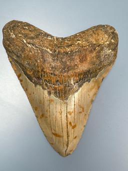 Large 4 7/8" Megalodon Shark Tooth, Nice Condition Overall