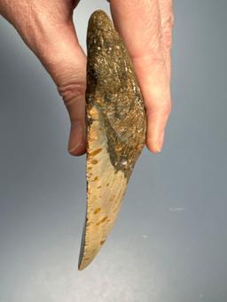 Large 4 7/8" Megalodon Shark Tooth, Nice Condition Overall