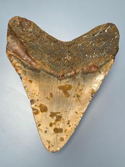 Large 4 7/8" Megalodon Shark Tooth, Nice Condition Overall