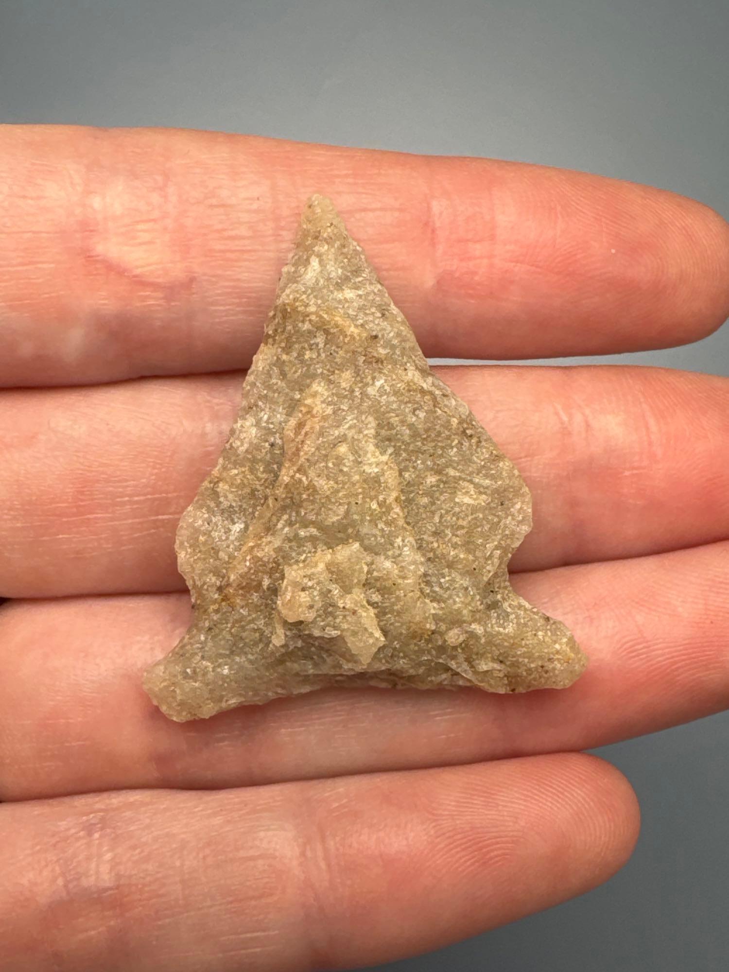 NICE 1 1/2" Quartzite Side Notch Eared Brewerton, Found in Hunterdon Co., NJ