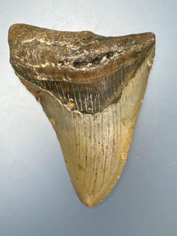 3 3/4" Megalodon, Complete Overall Example