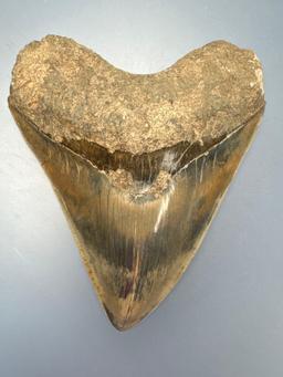 STUNNING 5 3/8" Megalodon, Every Serration is PERFECT! Wow!