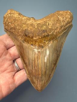 Nice 4 3/4" Megalodon, Impressive Colors, Nice Serrations!