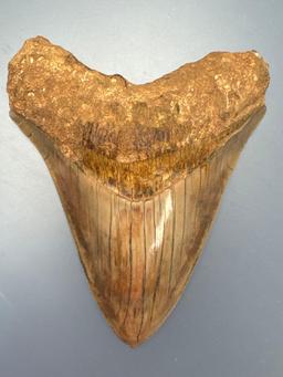 Nice 4 3/4" Megalodon, Impressive Colors, Nice Serrations!