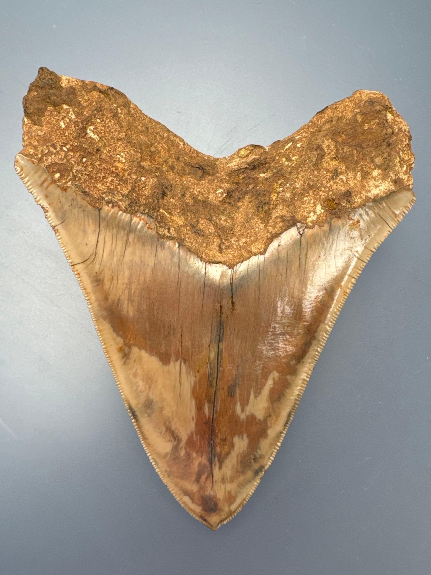 Nice 4 3/4" Megalodon, Impressive Colors, Nice Serrations!